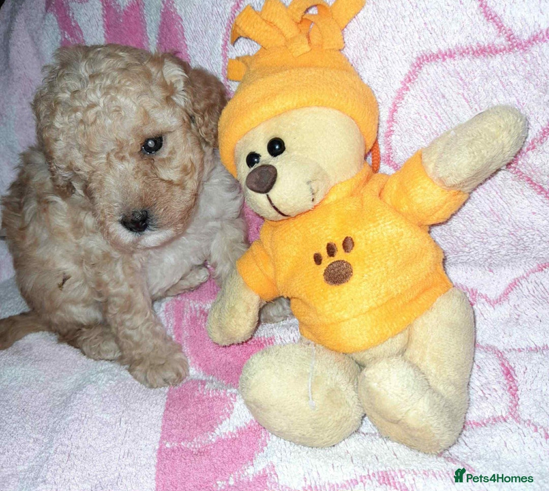 Cockapoo dogs for sale: Gorgeous Cockapoo puppy’s   - Image 16