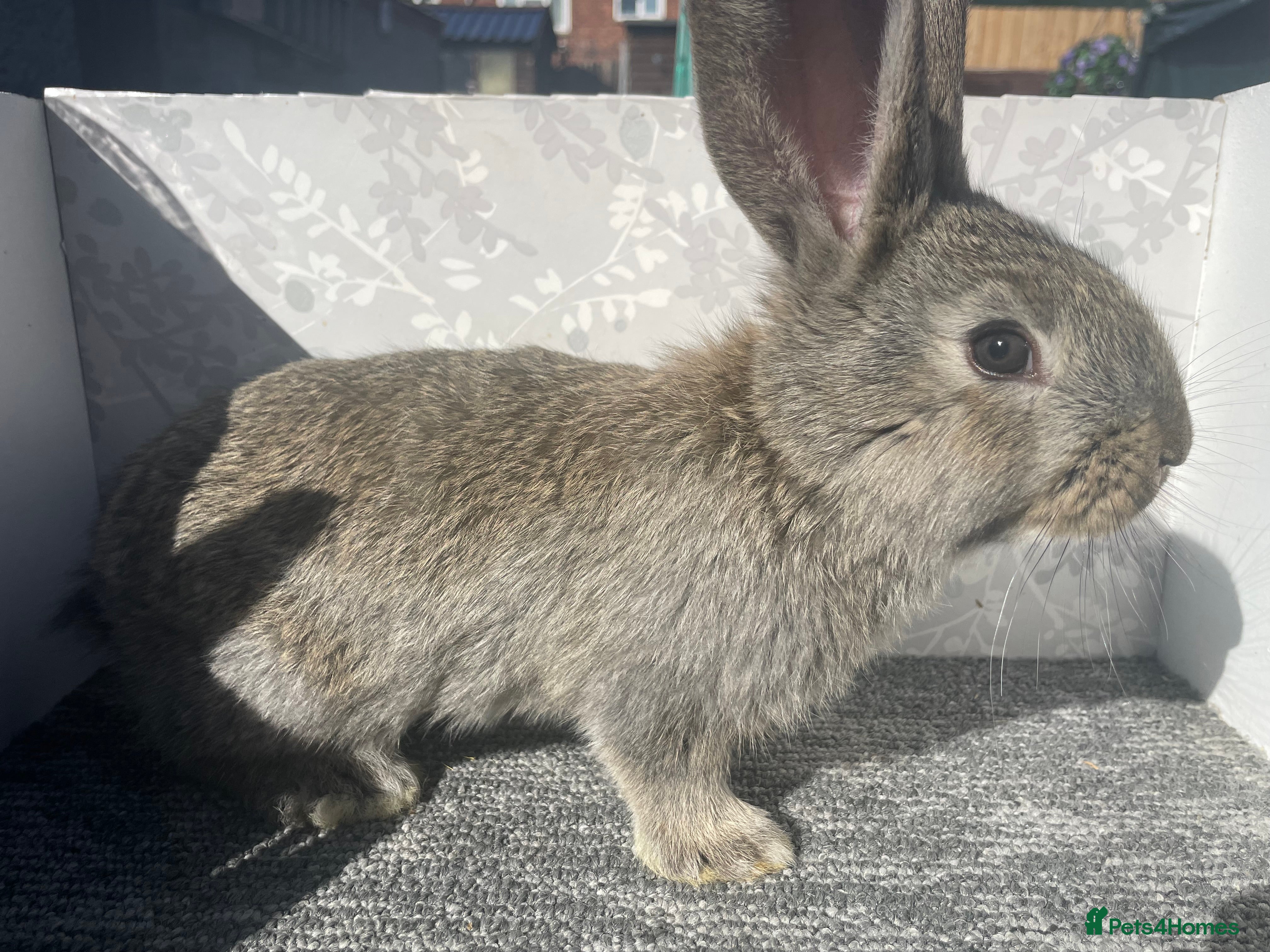 Continental Giant rabbits Continental / Flemish giant babies - Advert 7