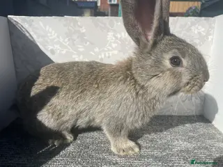 Continental Giant rabbits Continental / Flemish giant babies - Advert 7