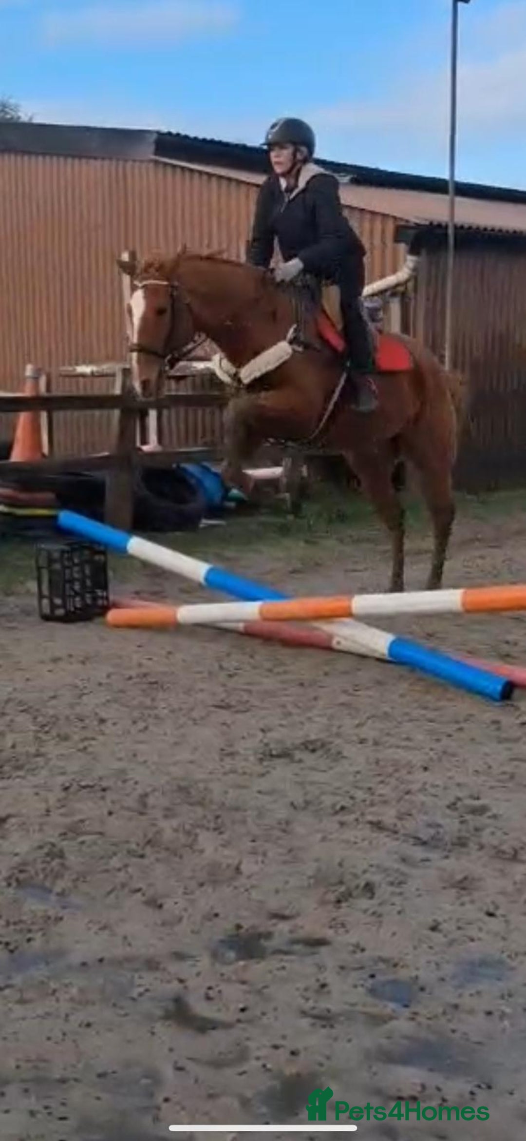 English Thoroughbred horses for sale: Super safe anyones ride - Advert 9