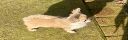 Chihuahua dogs for sale: CHIHUAHUA LONG COAT SABLE & WHITE - Advert 4