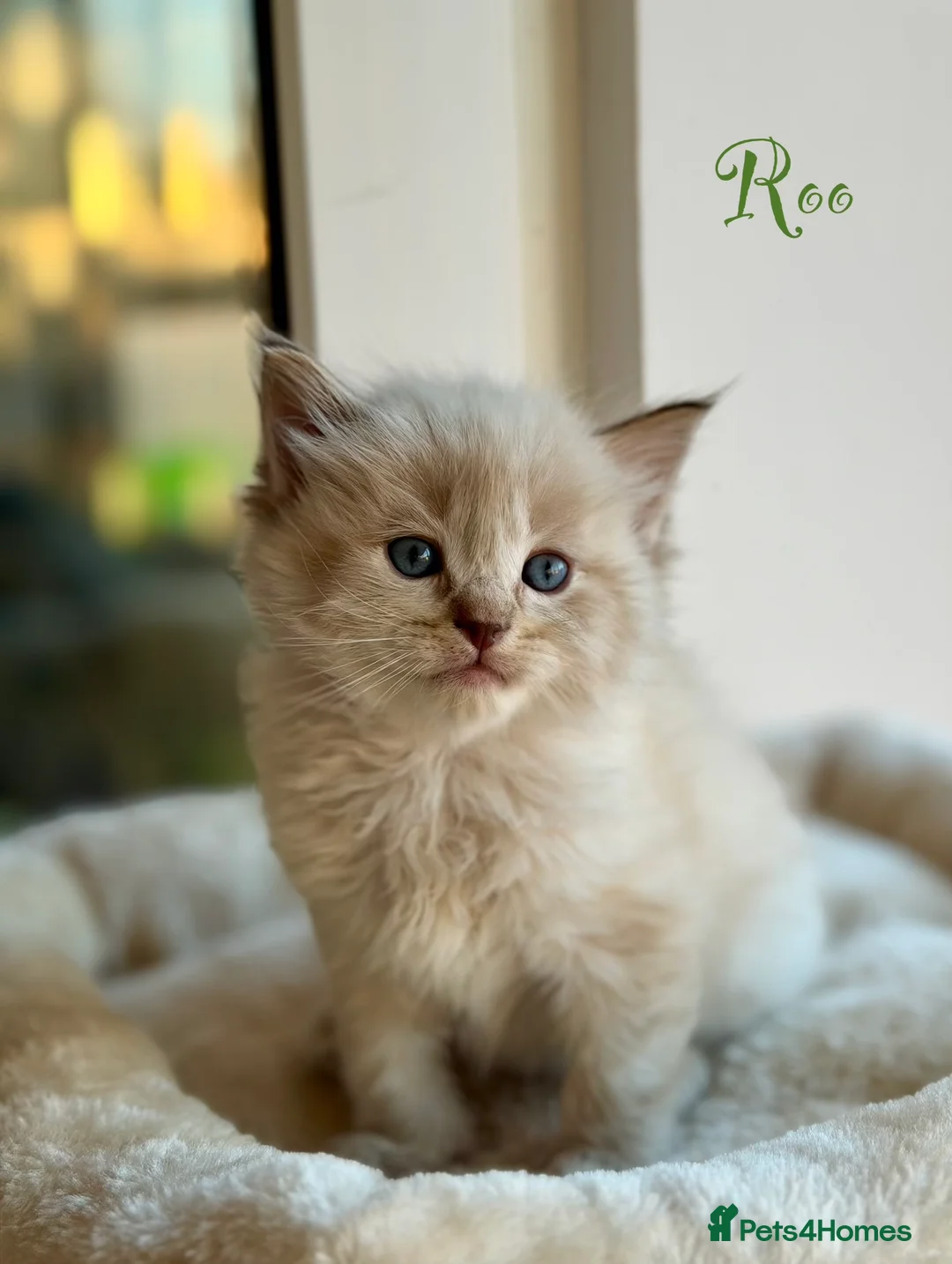 Ragdoll cats for sale: TICA registered cherubim kittens - Advert 27