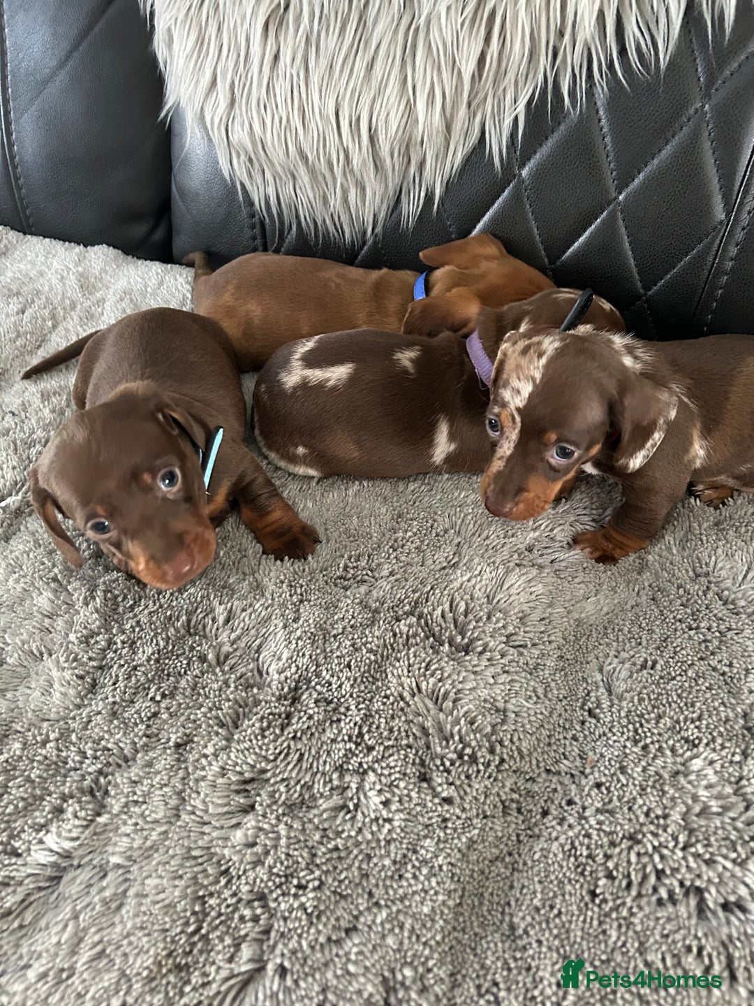 Miniature Dachshund dogs for sale: Miniature dash - Image 9