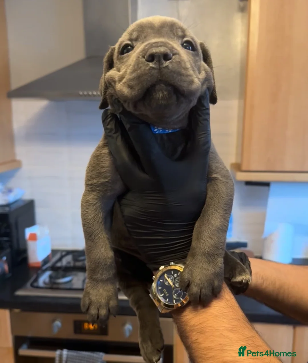 Cane Corso dogs for sale: Pure Blue Cane Corso puppies for sale - Advert 32