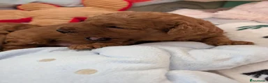 Cavapoo 2