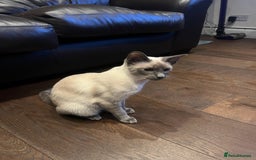 Siamese cats for sale: Blue point Siamese boy - Image 2