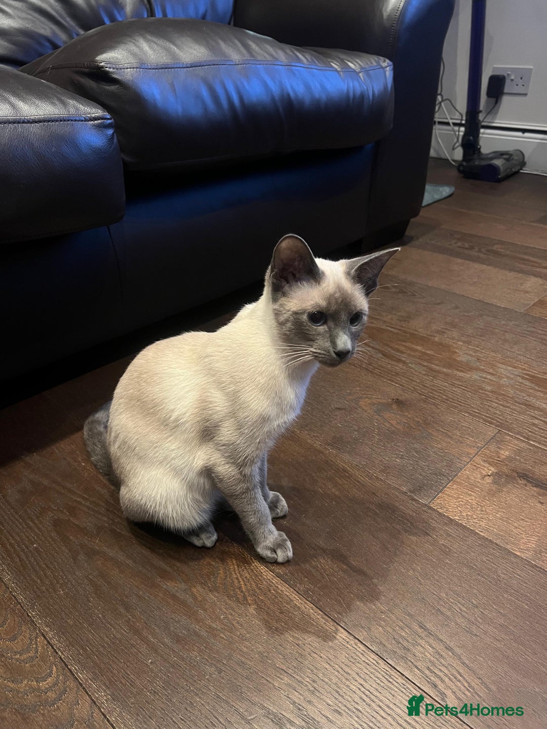 Siamese cats for sale: Blue point Siamese boy - Image 2