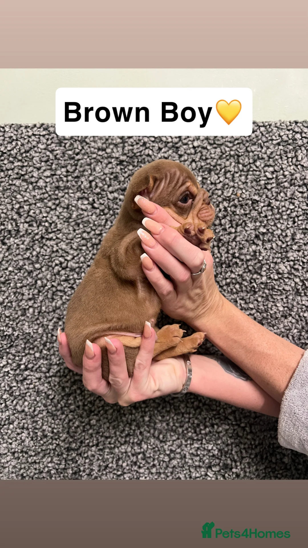 English Bulldog dogs for sale: English Bulldogs Ready For New homes!  - Advert 3