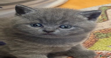 British Shorthair cats - Advert 4