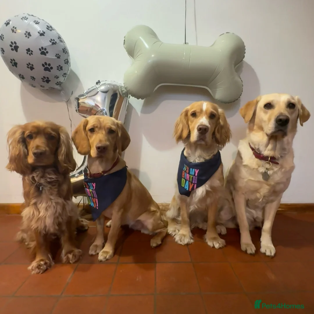 Cocker Spaniel dogs for stud: KC Reg Health Tested Show Cocker Spaniel for Stud in Reading - Advert 8