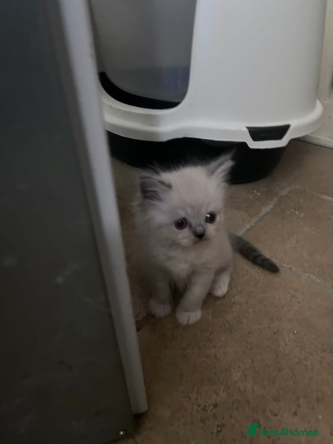 Ragdoll cats for sale: Pure breed ragdolls - Image 16