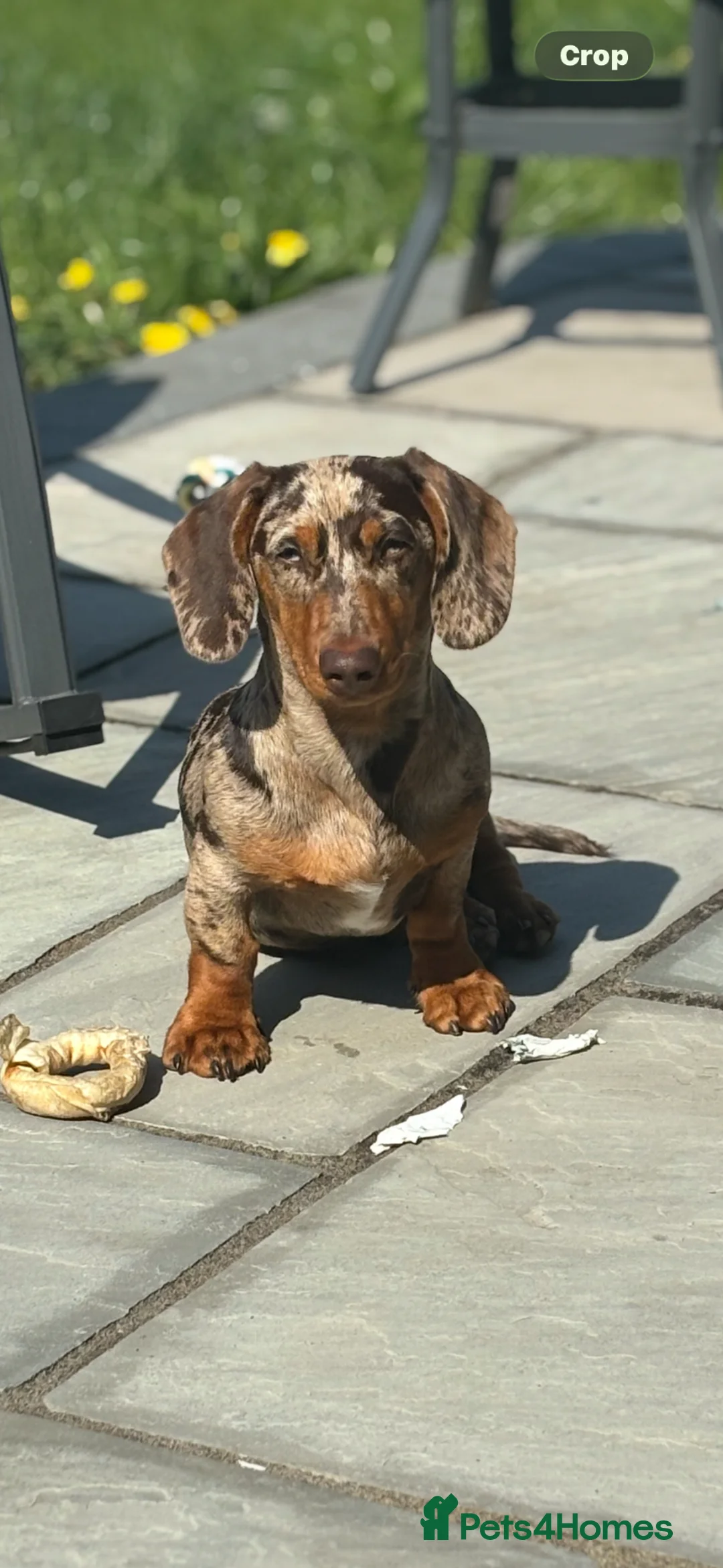 Dachshund dogs for stud: Vinnie in Middlesbrough - Advert 2
