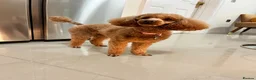 Toy Poodle dogs for sale: Lola - toy poodle, 2 years 9 months for rehoming  in Cardiff - Advert 6