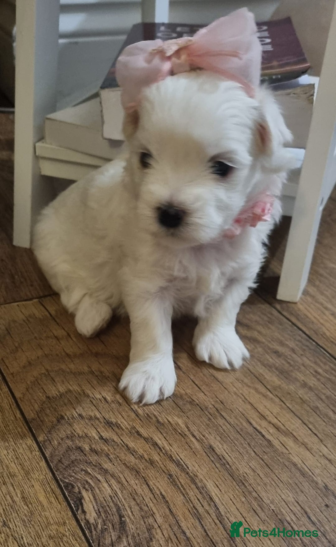 Maltese dogs for sale: Maltese Girl Ready to go  - Advert 17
