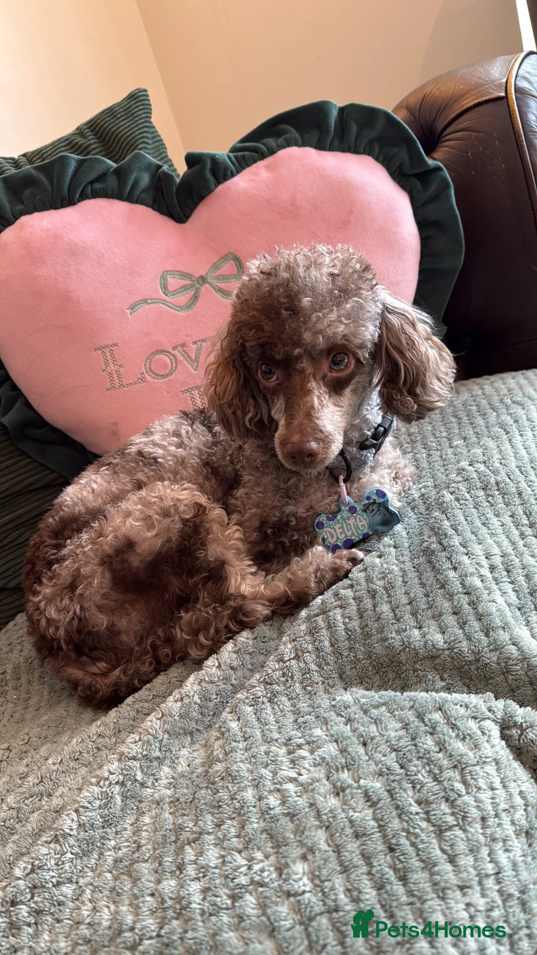 Toy Poodle dogs for sale: Chocolate phantom Merle toy poodle girl - Advert 1