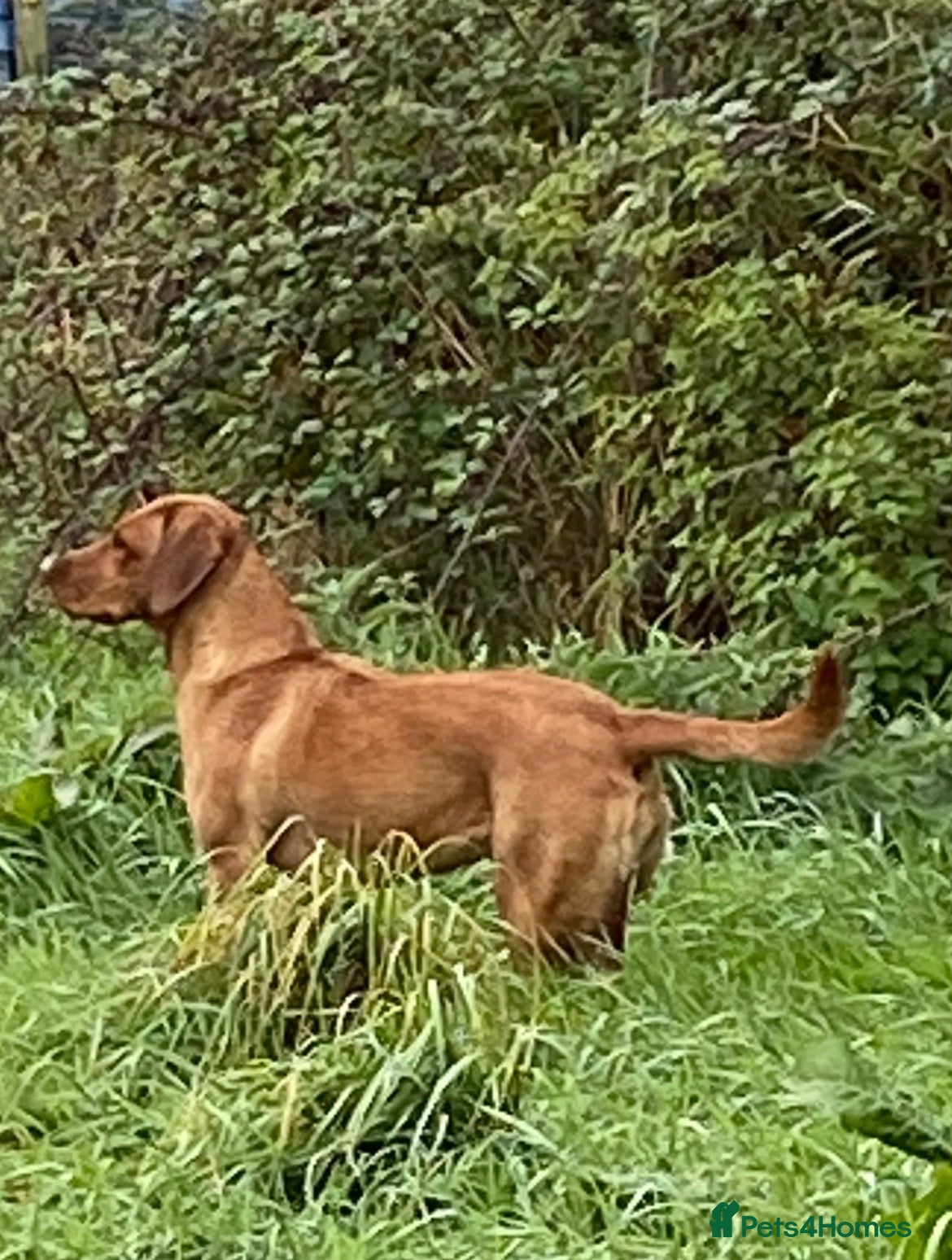 Labrador Retriever dogs Red Fox Labrador Retriever puppies for sale kc reg - Advert 1