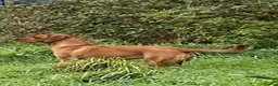 Labrador Retriever dogs for sale: Red Fox Labrador Retriever puppies for sale kc reg in Bath - Advert 1
