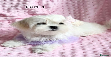 Maltese dogs in Leven - Advert 5
