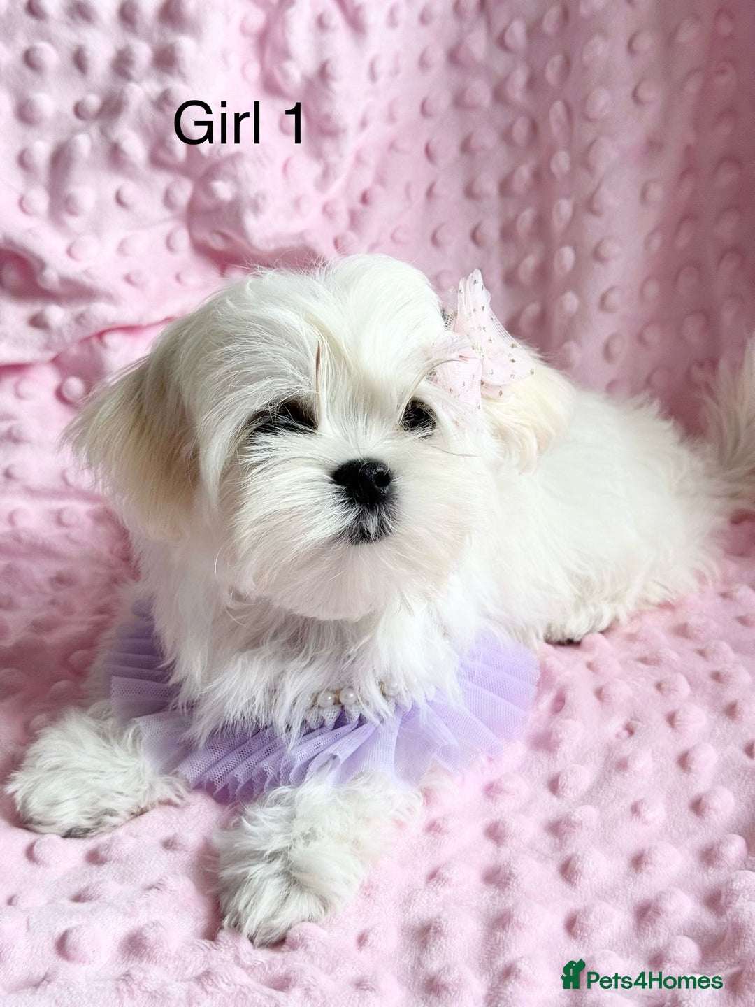Maltese dogs for sale: 💎 KC Korean Maltese Girls 💎 DNA tested parents. in Leven - Image 3