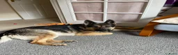 German Shepherd dogs for sale: Female German shepherd for adoption  - Advert 4