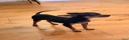 Miniature Pinscher dogs for sale: Mini pincher  - Advert 2