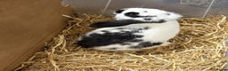 Mixed Breed rabbits for sale: Mini Lop X Netherland Dwarf - Advert 2