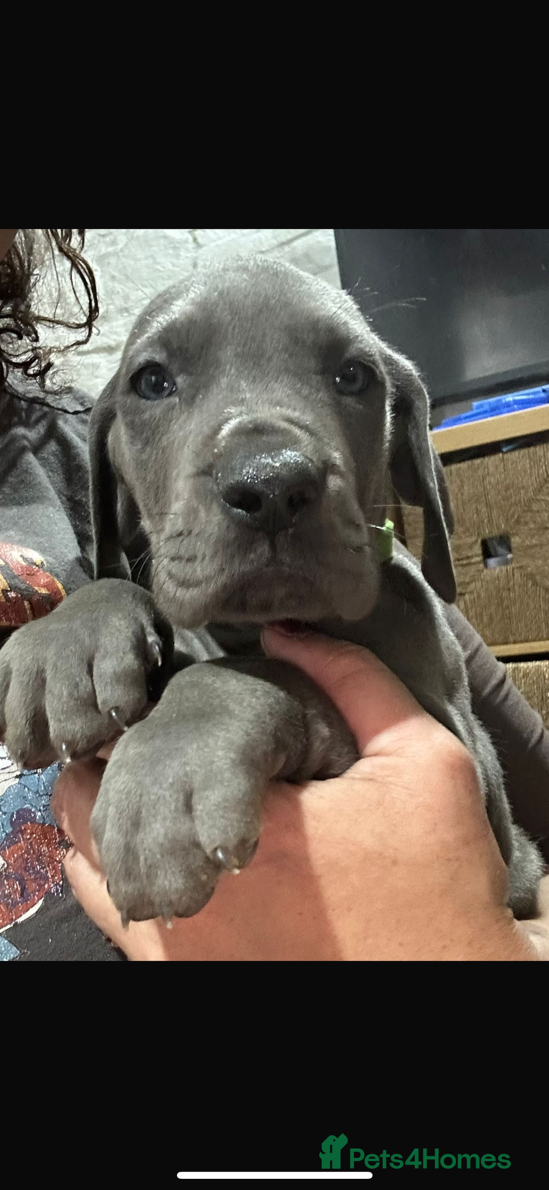 Great Dane dogs for stud: FULLY HEALTH TESTED CHAMPION LINE SOLID BLACK BOY - Advert 6