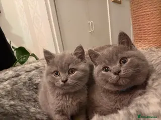 British Shorthair cats BSH kittens - Advert 15