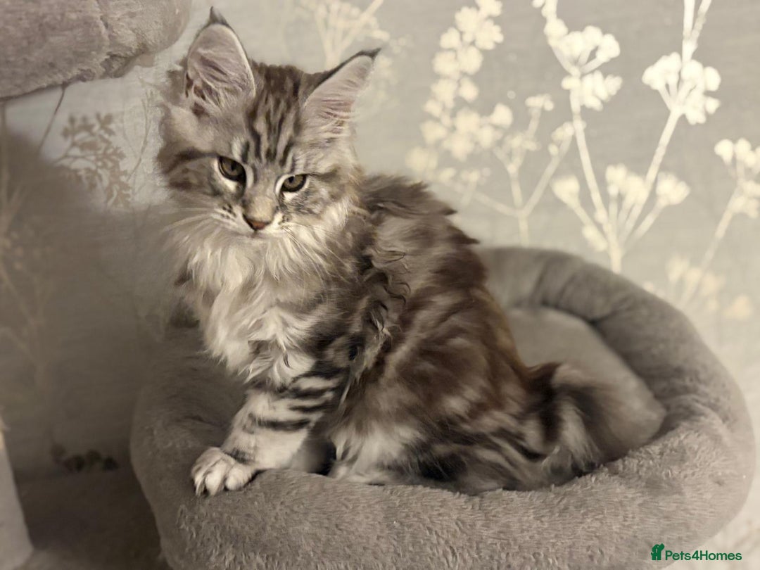 Maine Coon cats for sale: Ready to leave quality Maine coon kittens - Advert 17