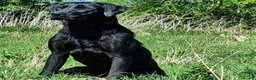 Labrador Retriever dogs for stud: Fully health tested Labrador stud - Advert 10