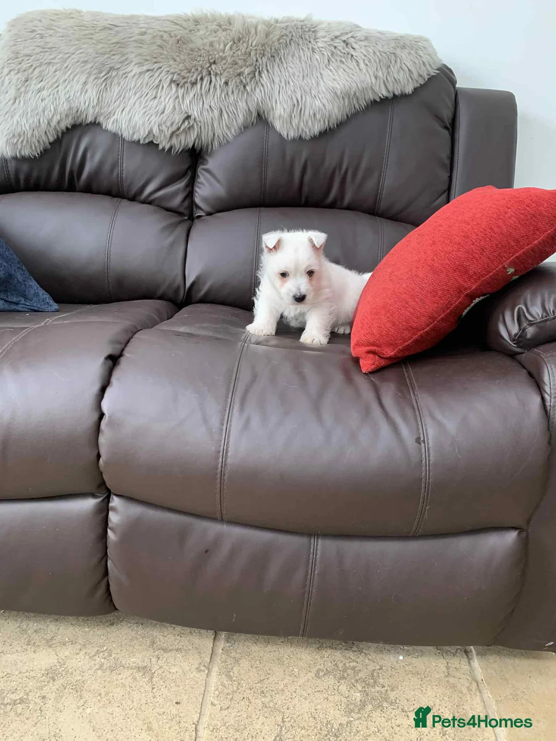 West Highland Terrier dogs for sale: Gorgeous Westie - Advert 4