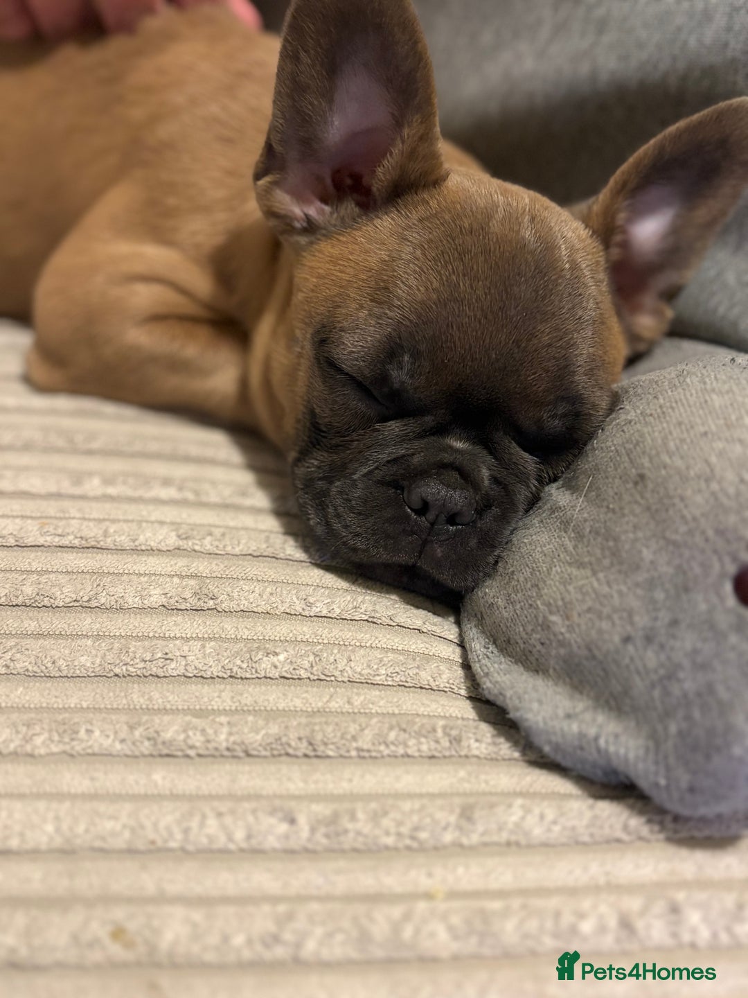 French Bulldog dogs for sale: Rehoming* French Bulldog  - Advert 4