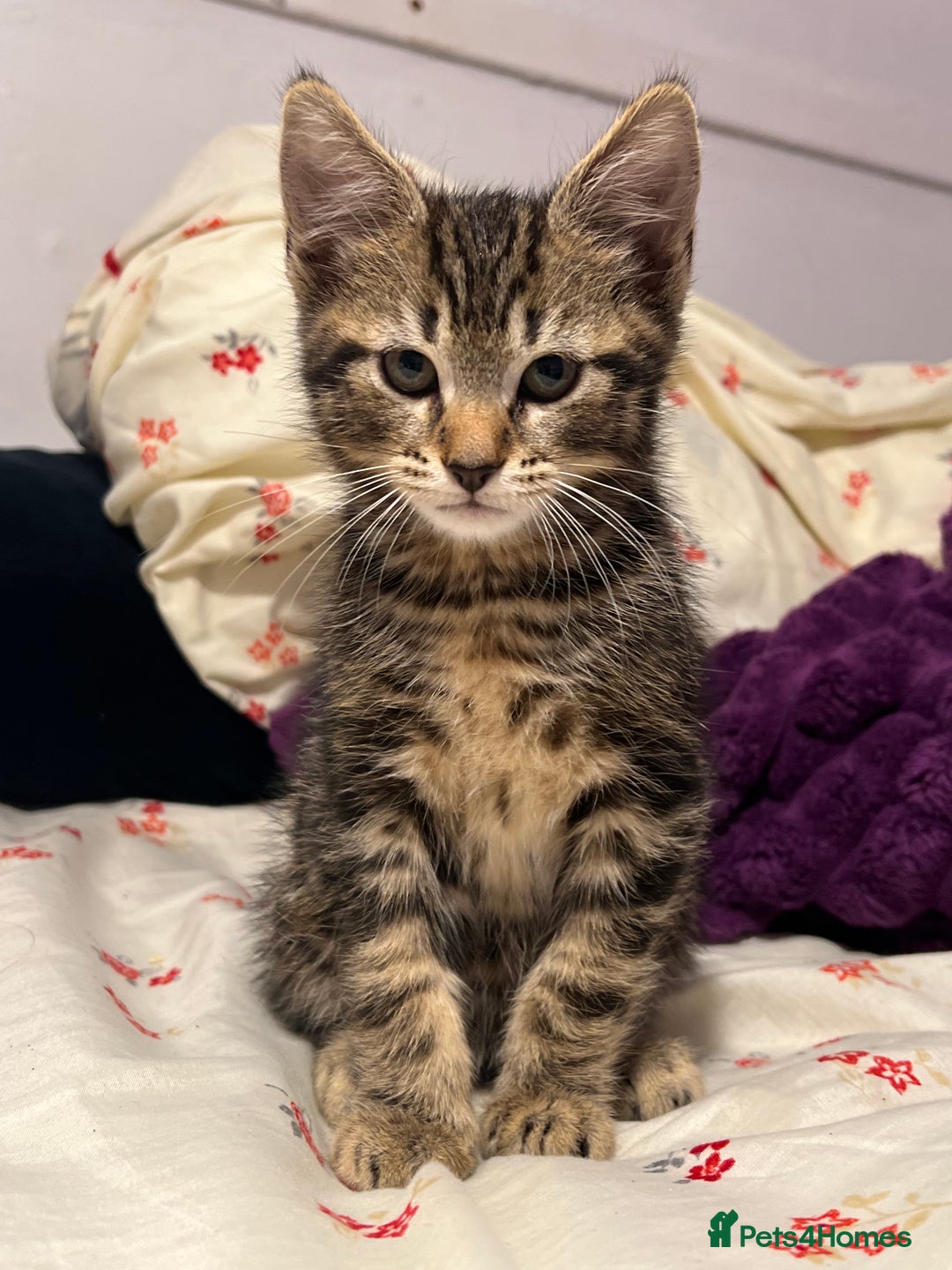 Domestic Shorthair cats for sale: Kittens kitten baby cats - Image 7