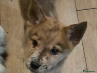 Mixed Breed dogs Adorable Merle Chowski's for sale - Advert 12