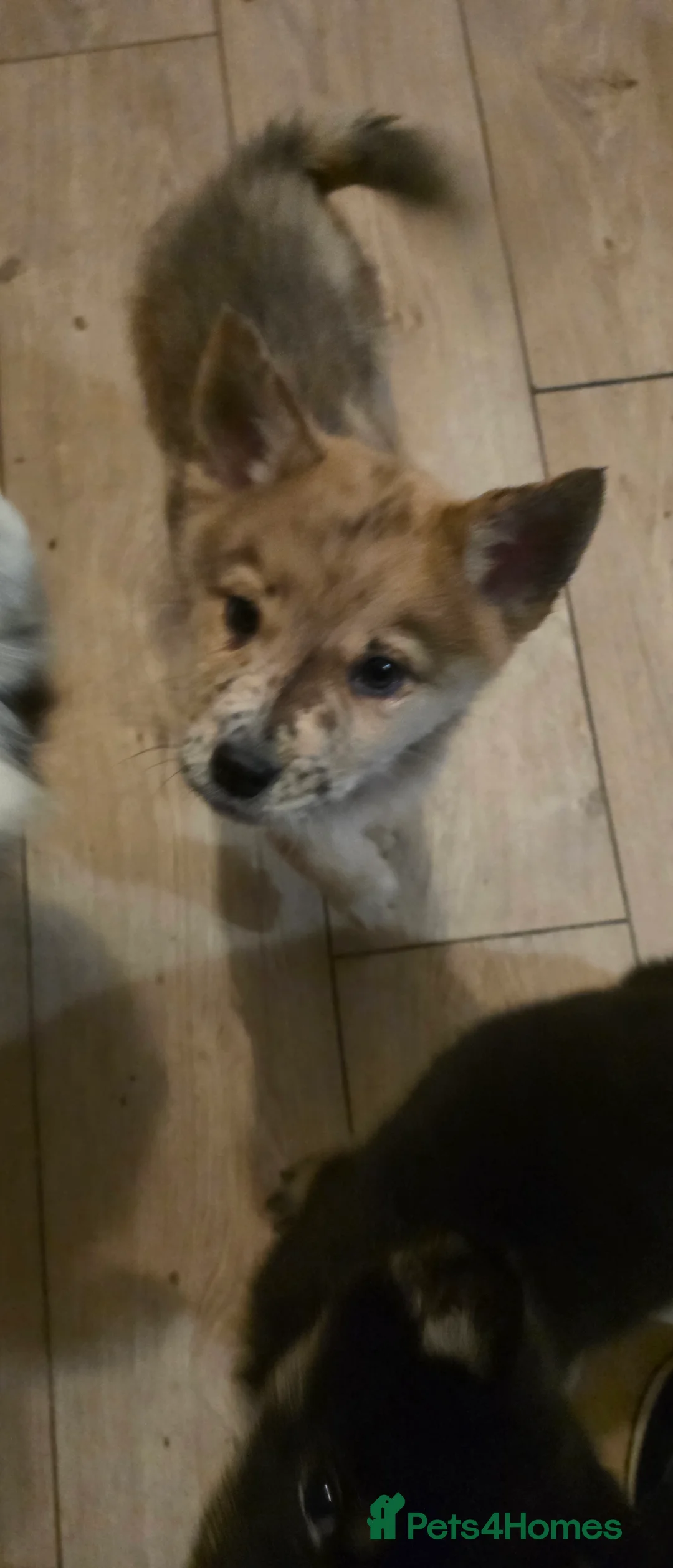 Mixed Breed dogs for sale: Adorable Merle Chowski's for sale  - Advert 2