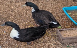Ducks poultry for sale: Aylesbury x Khaki Campbell  - Image 2