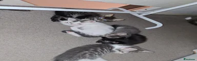 Mixed Breed 4