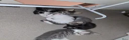 Mixed Breed cats for sale: 7 beautiful kittens for sale. in Washington - Advert 7
