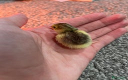 Quail poultry for sale: Button quails - Image 3