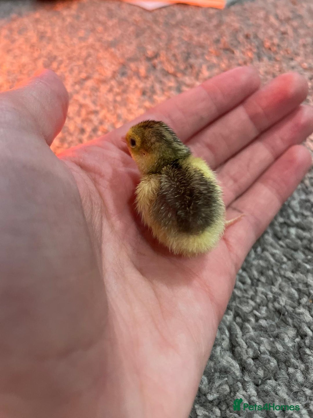 Quail poultry for sale: Button quails - Image 3
