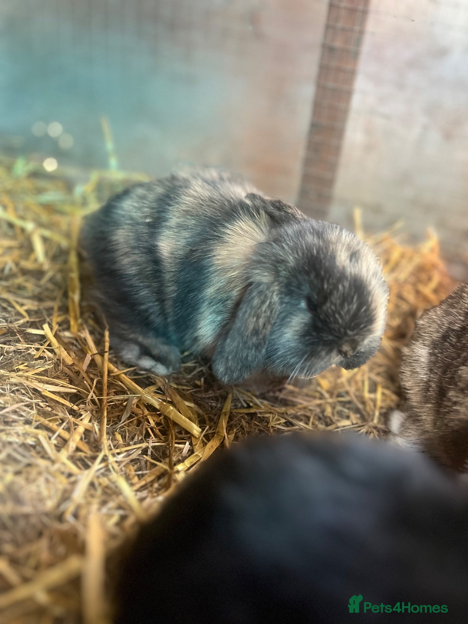 Mini Lop rabbits Gorgeous mini lop babies  - Advert 4