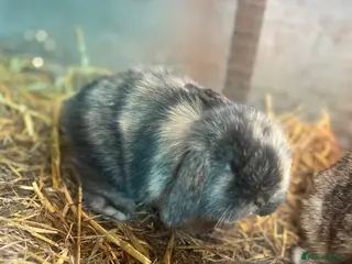Mini Lop rabbits Gorgeous mini lop babies - Advert 4