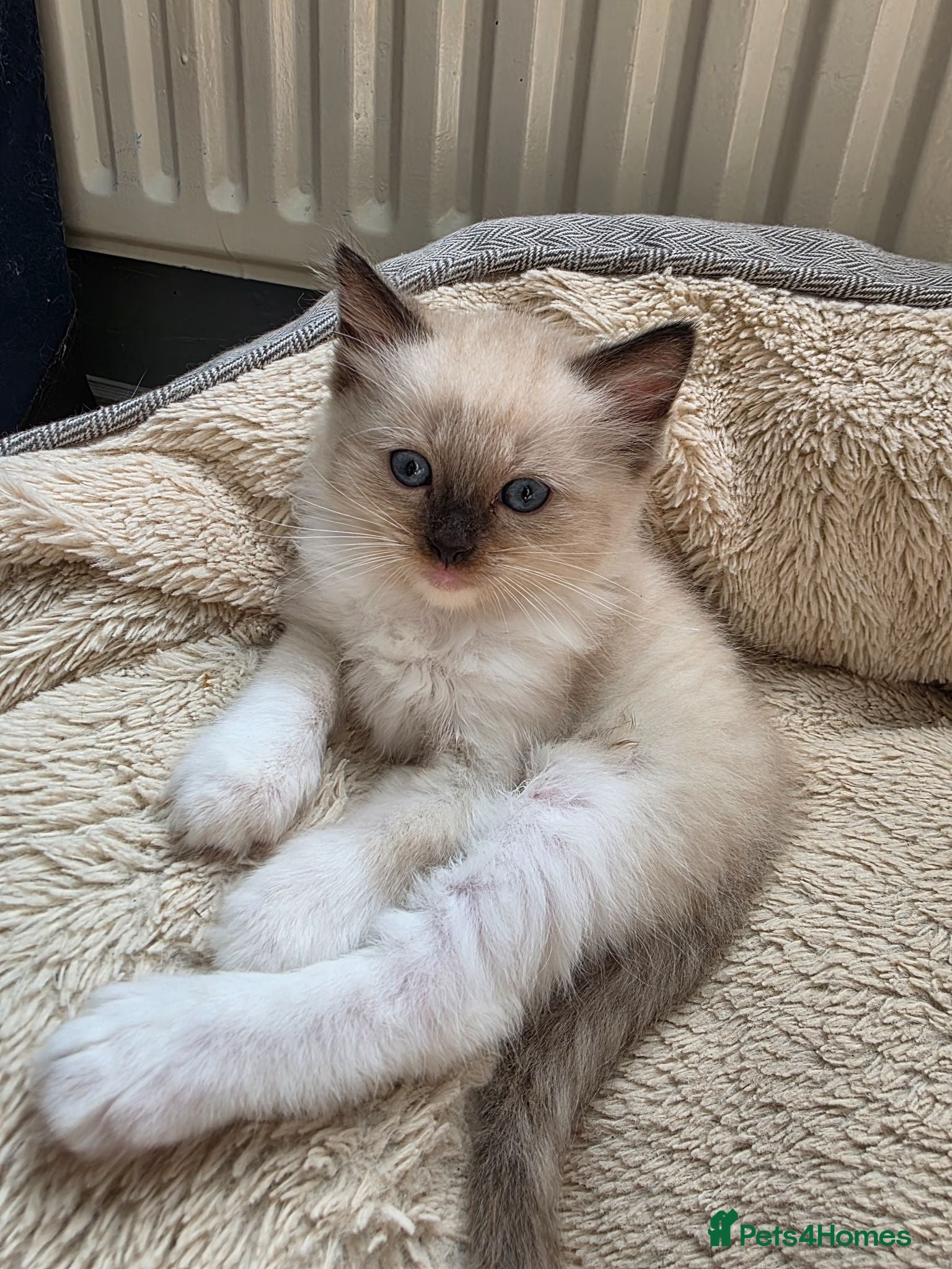 Ragdoll cats Pure Ragdolls kittens.Ready for pickup now😻🙀 - Advert 1