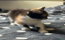 Mixed Breed cats for sale: Kittens - Image 3