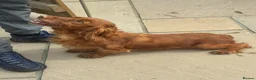 Cocker Spaniel dogs for sale: Cocker spaniel puppies - Advert 6