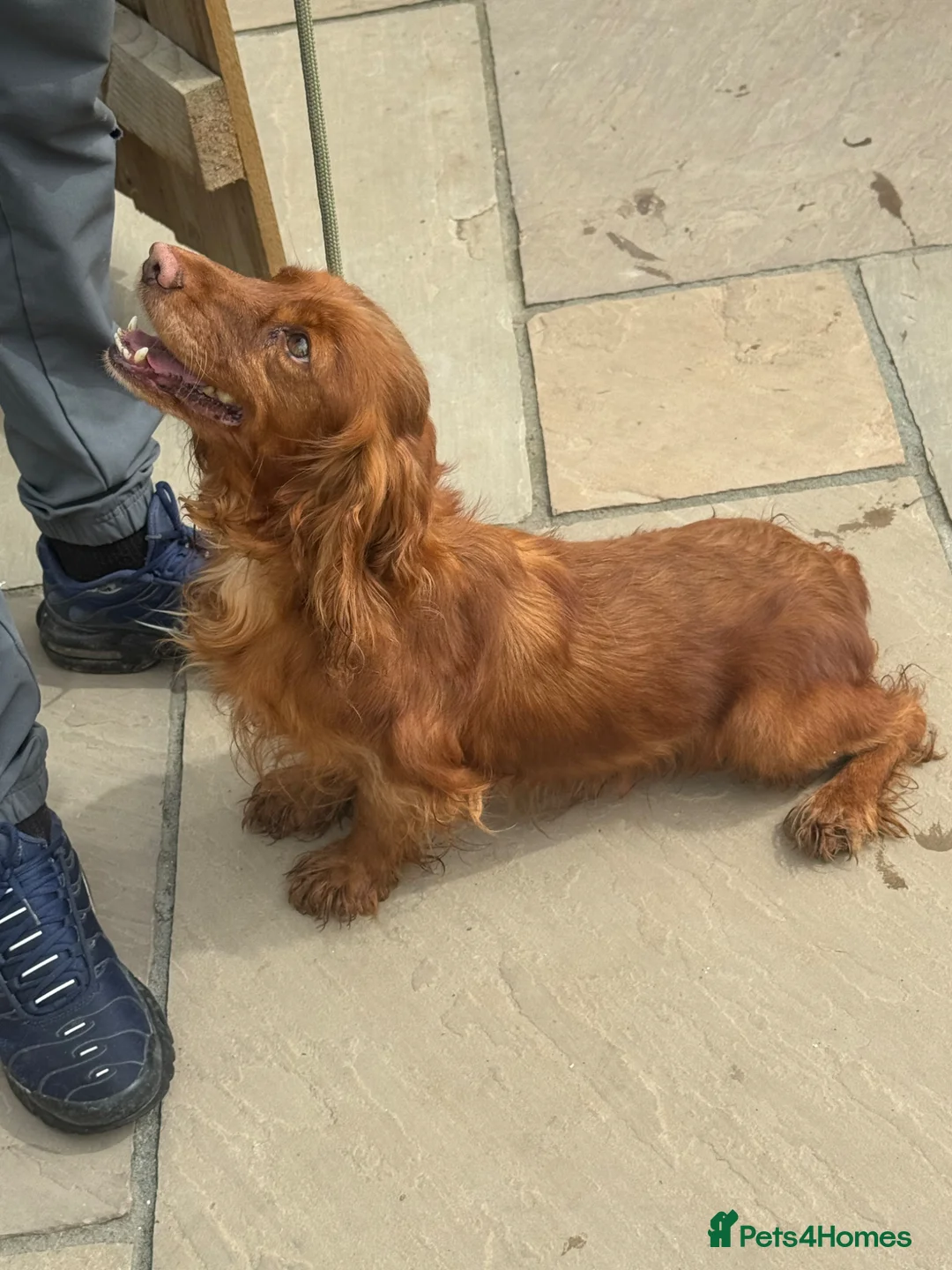 Cocker Spaniel dogs for sale: Cocker spaniel puppies - Advert 6