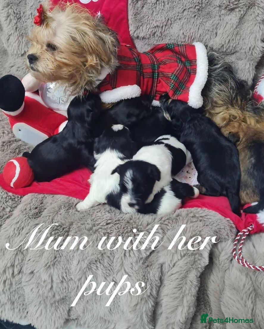 Shorkie dogs Beautiful shorkie puppies ready to go soon - Advert 3