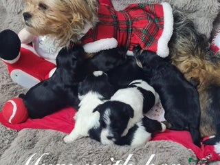 Shorkie dogs Beautiful shorkie puppies ready to go soon - Advert 15