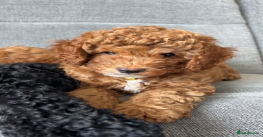 Cavapoo dogs - Advert 4