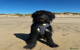 Bernedoodle dogs for sale: Jamie - Image 3